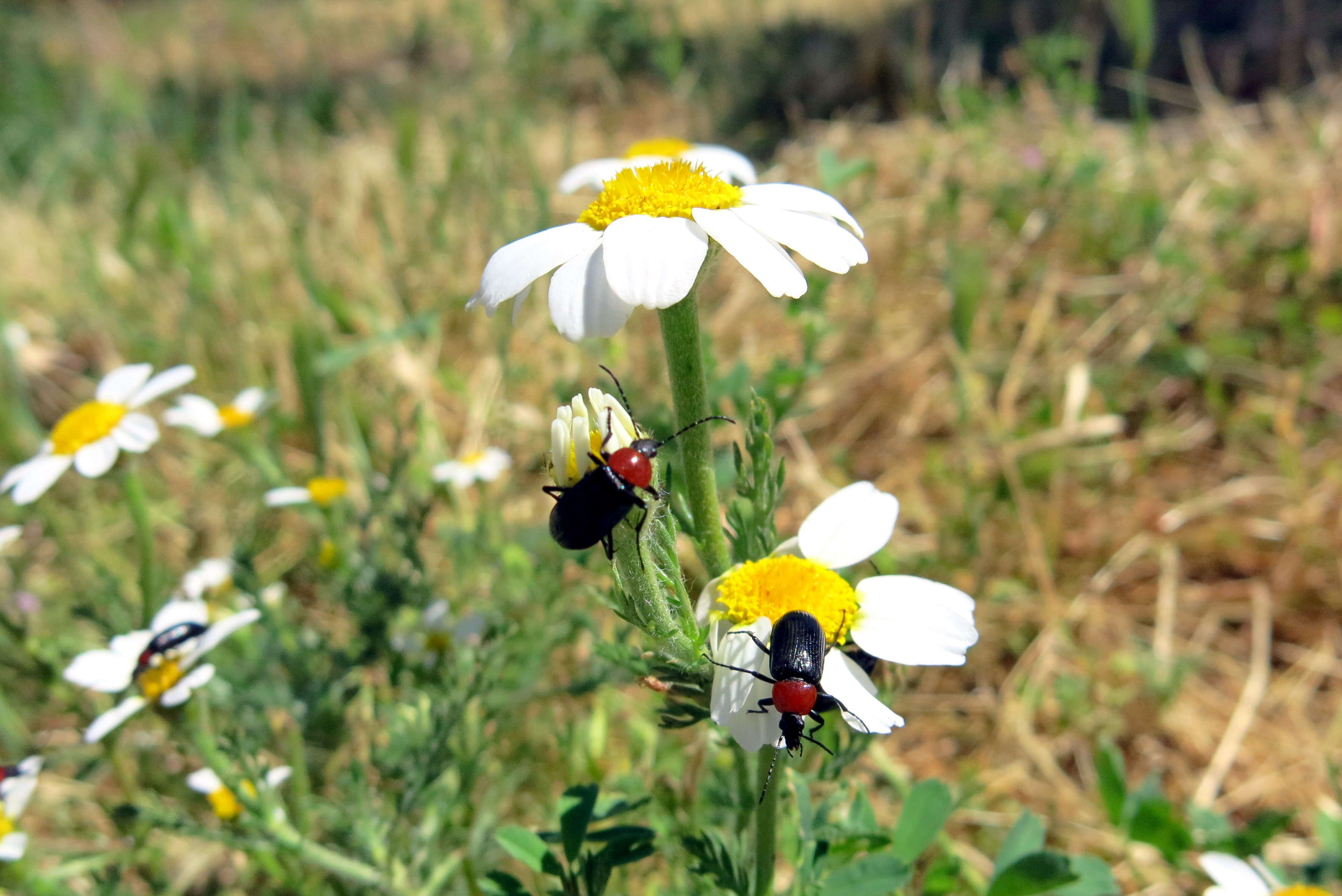 Image of Heliotaurus ruficollis