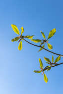 Image of Japanese Big Leaf Magnolia