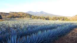 Image of tequila agave