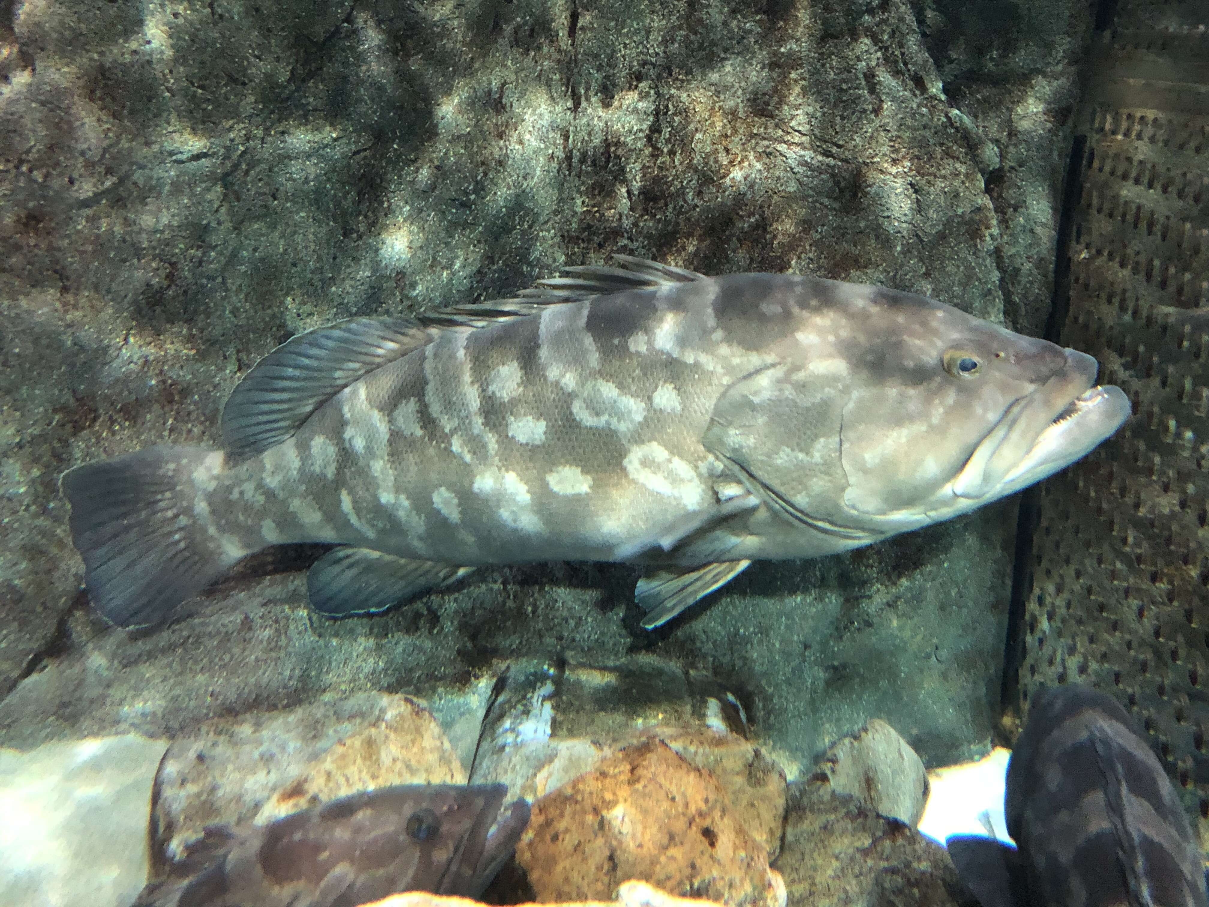 Image of Kelp Grouper