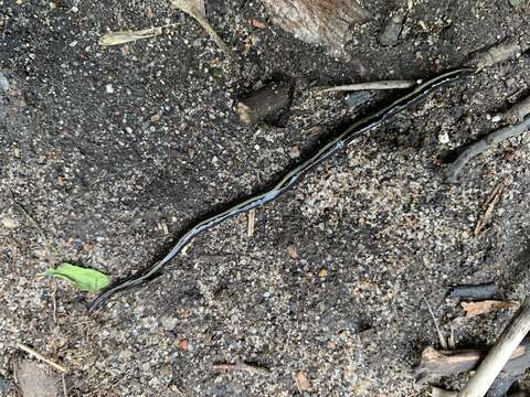 Image of Blue garden flatworm