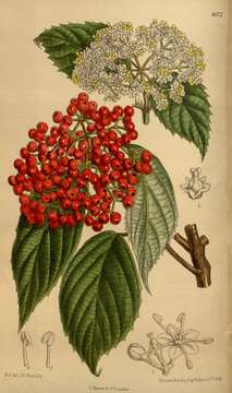 Image of Viburnum betulifolium Batalin