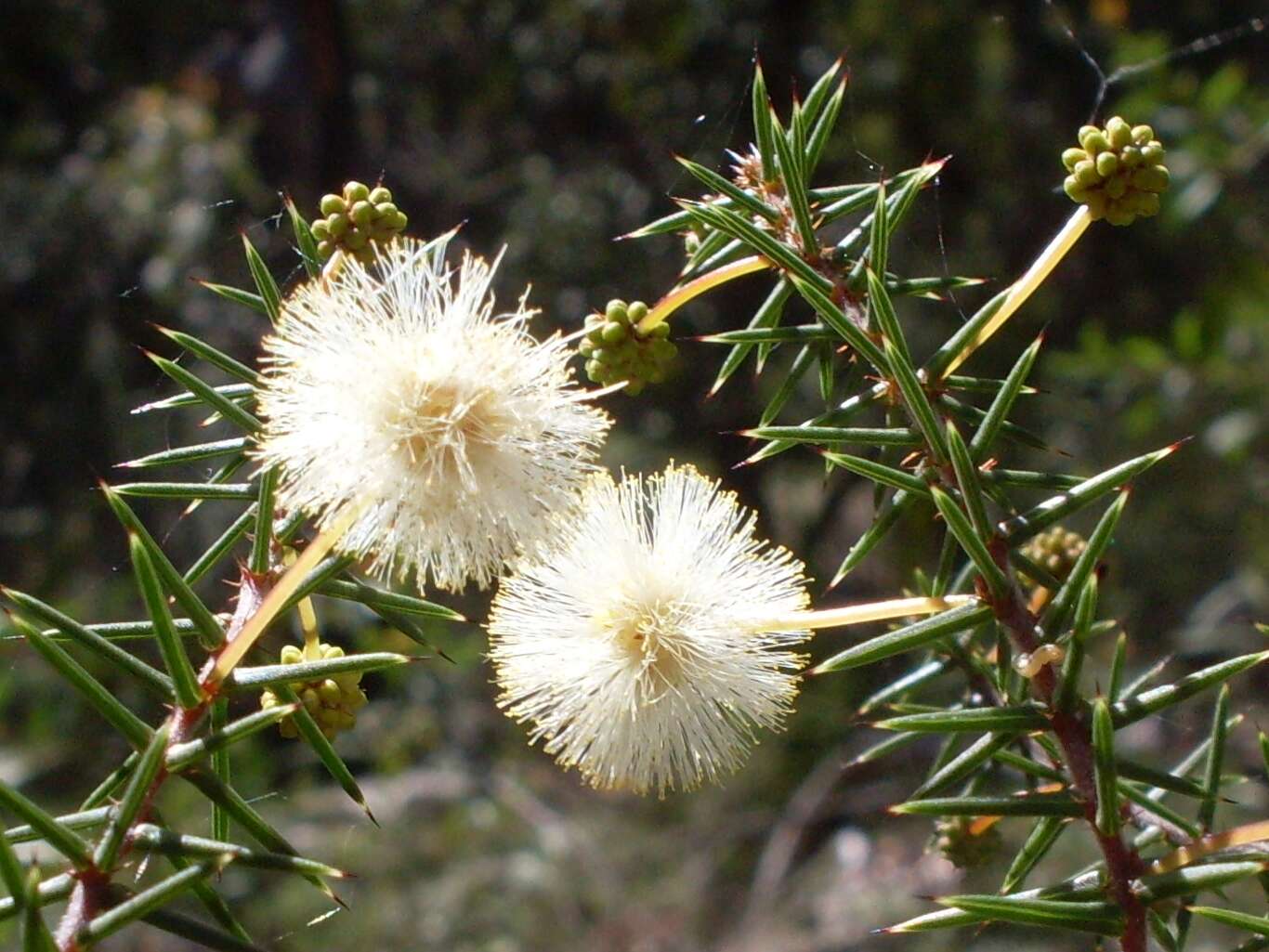 Image of juniper wattle