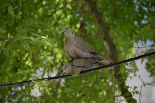 Image of Collared Dove