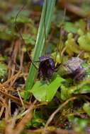 Image of Big red spider orchid