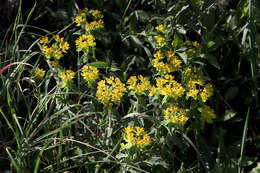 Image of cushion spurge