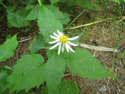 Image of mountain aster