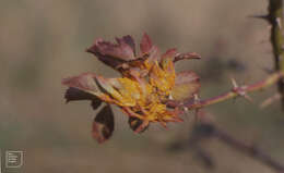 Image of Phragmidium mucronatum (Pers.) Schltdl. 1824