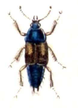 Tachinus resmi