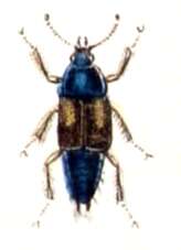 Image of Tachinus