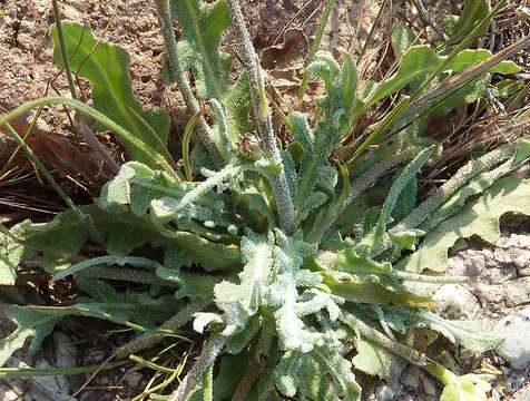 Image of False sowthistle