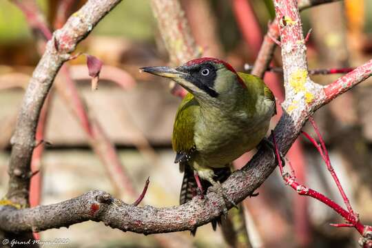 Image of Eurasian Green Woodpecker