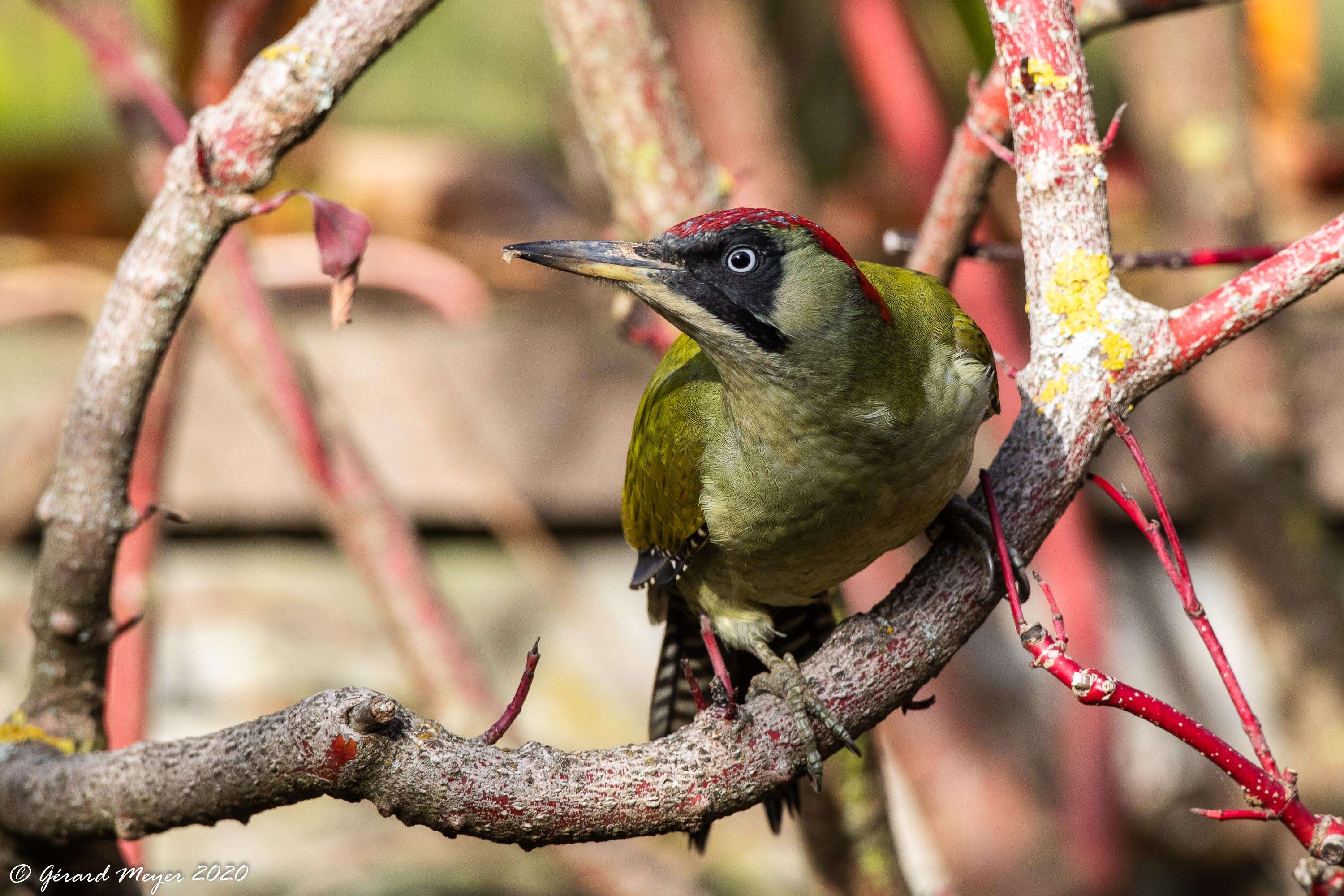 Image of Eurasian Green Woodpecker