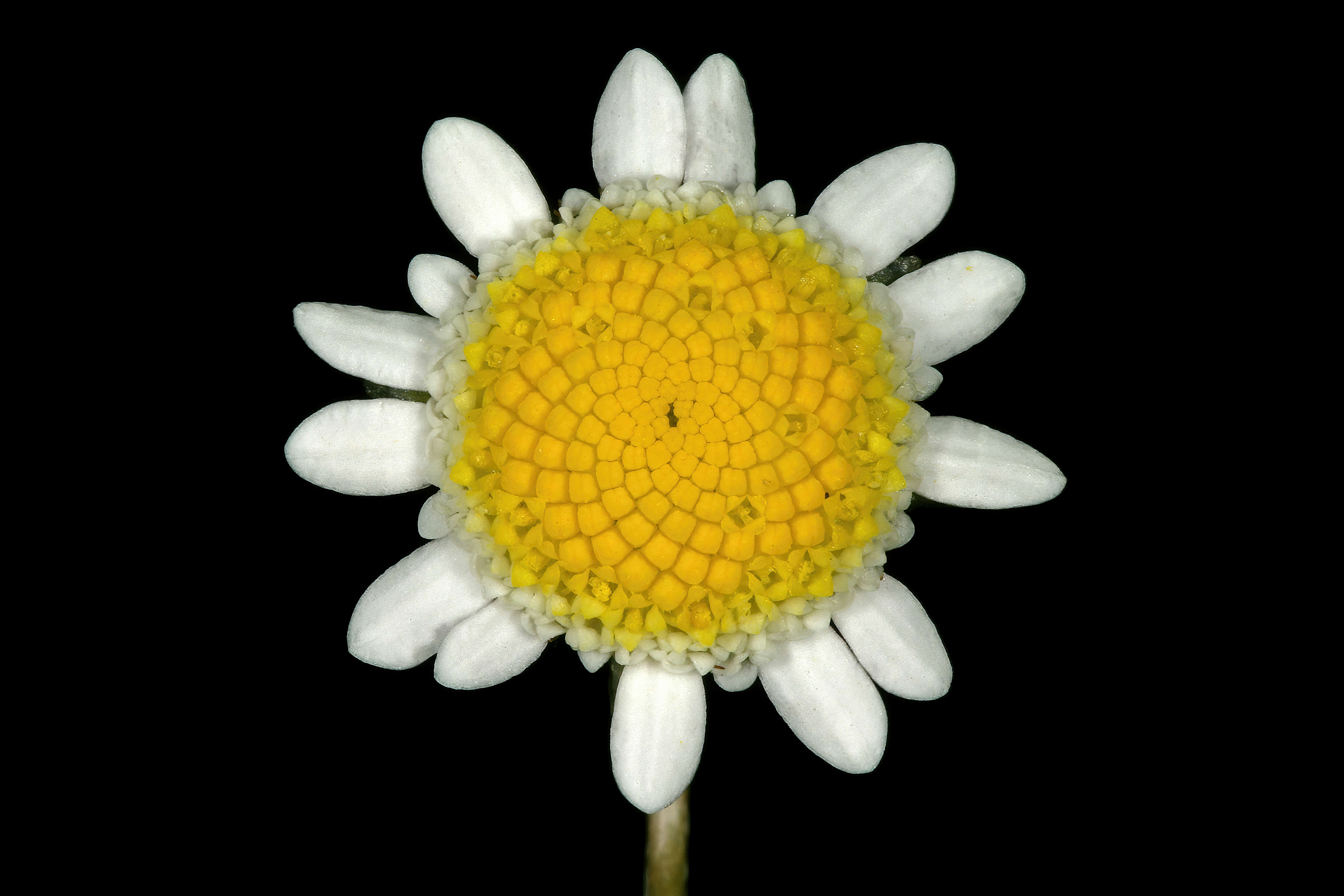 Image of Goose daisy