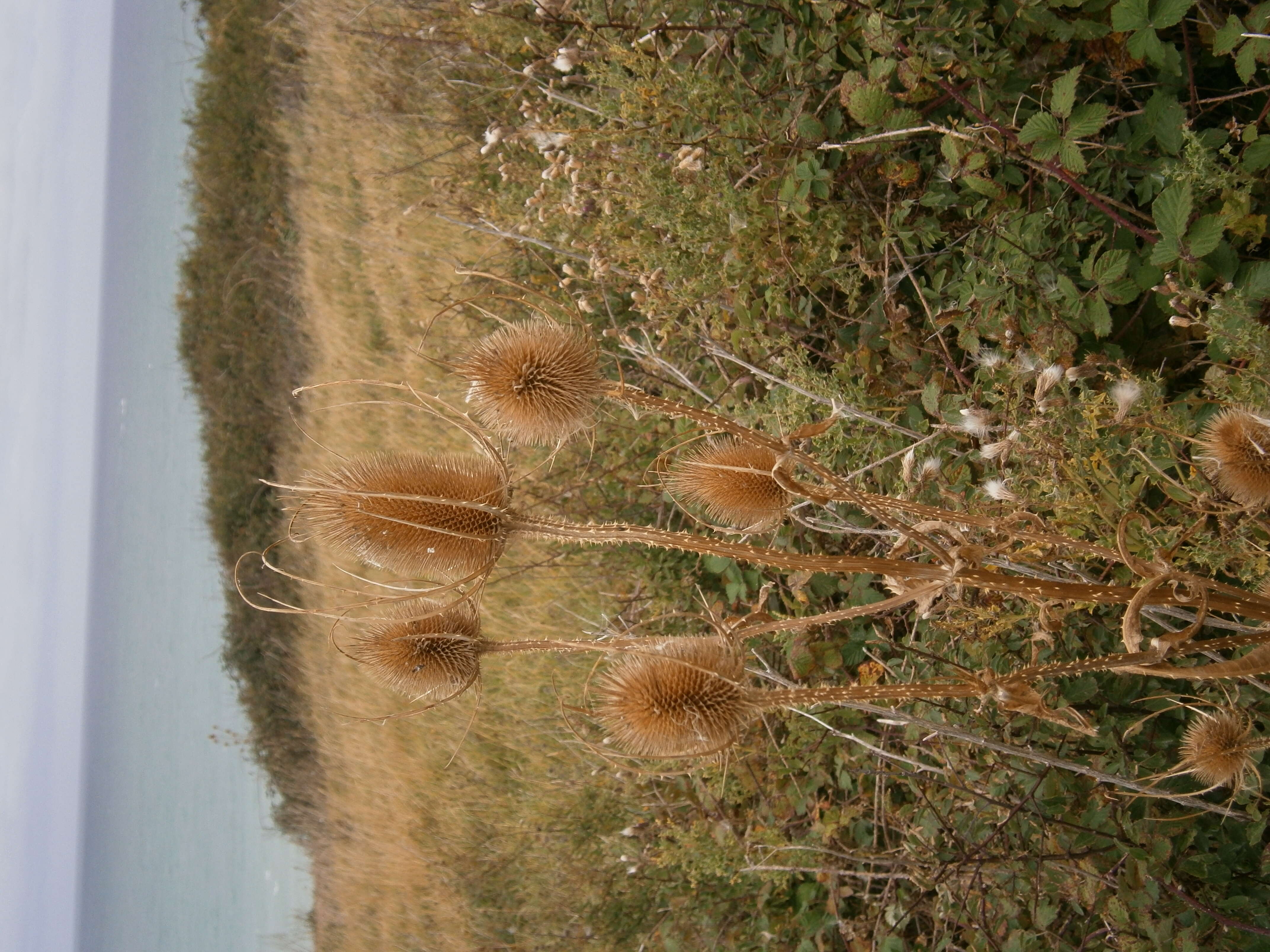 Image of Dipsacus fullonum