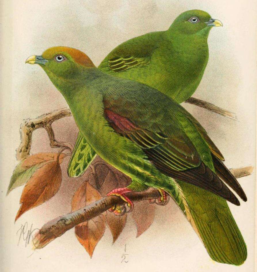 Image of Taiwan Green-pigeon