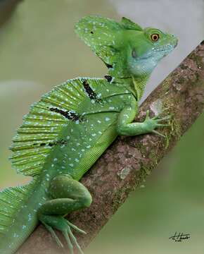 Image of Green Basilisk