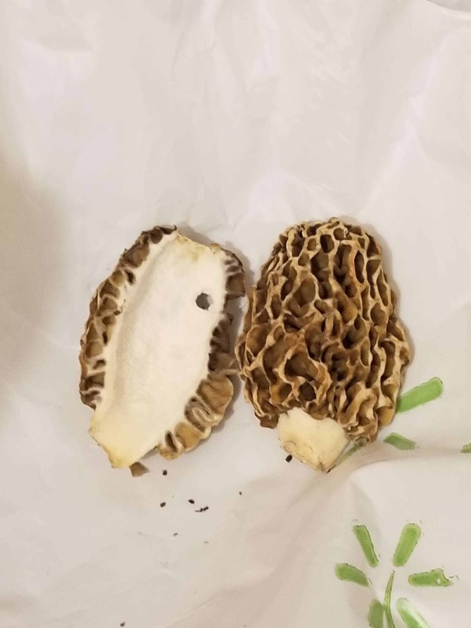 Image of Yellow Morel