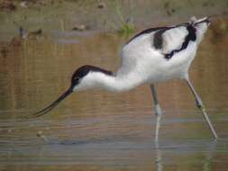 Image of avocet, pied avocet