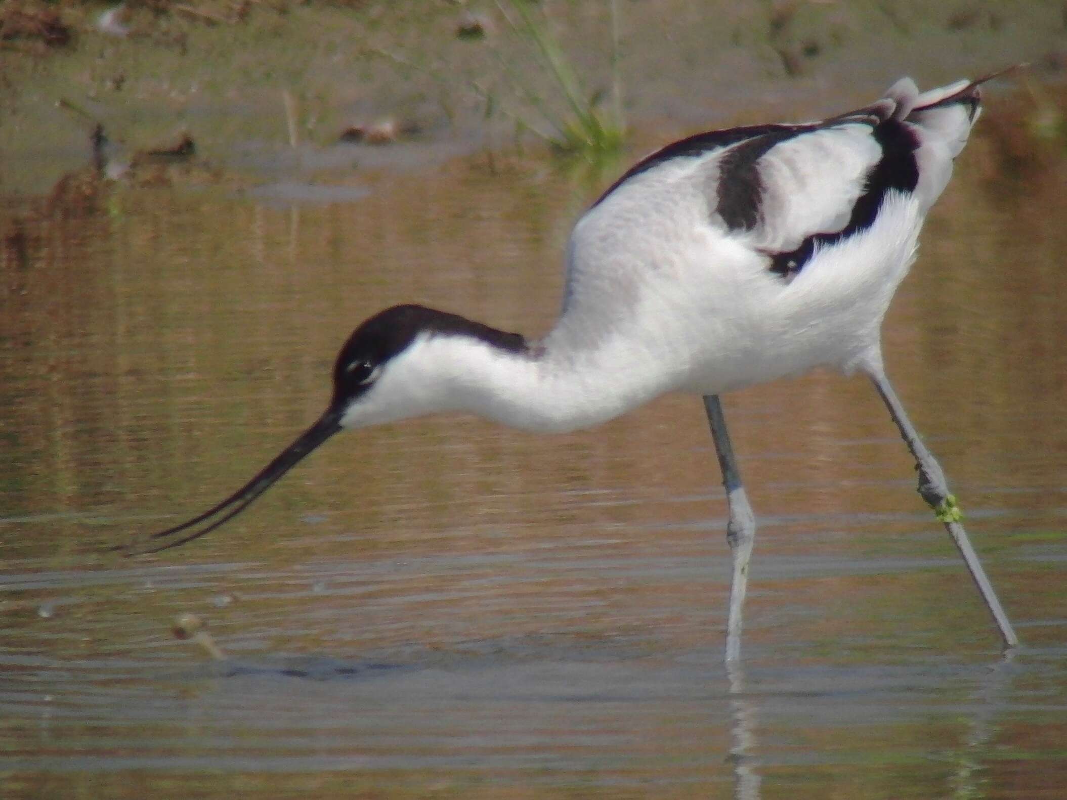 Image of avocet, pied avocet