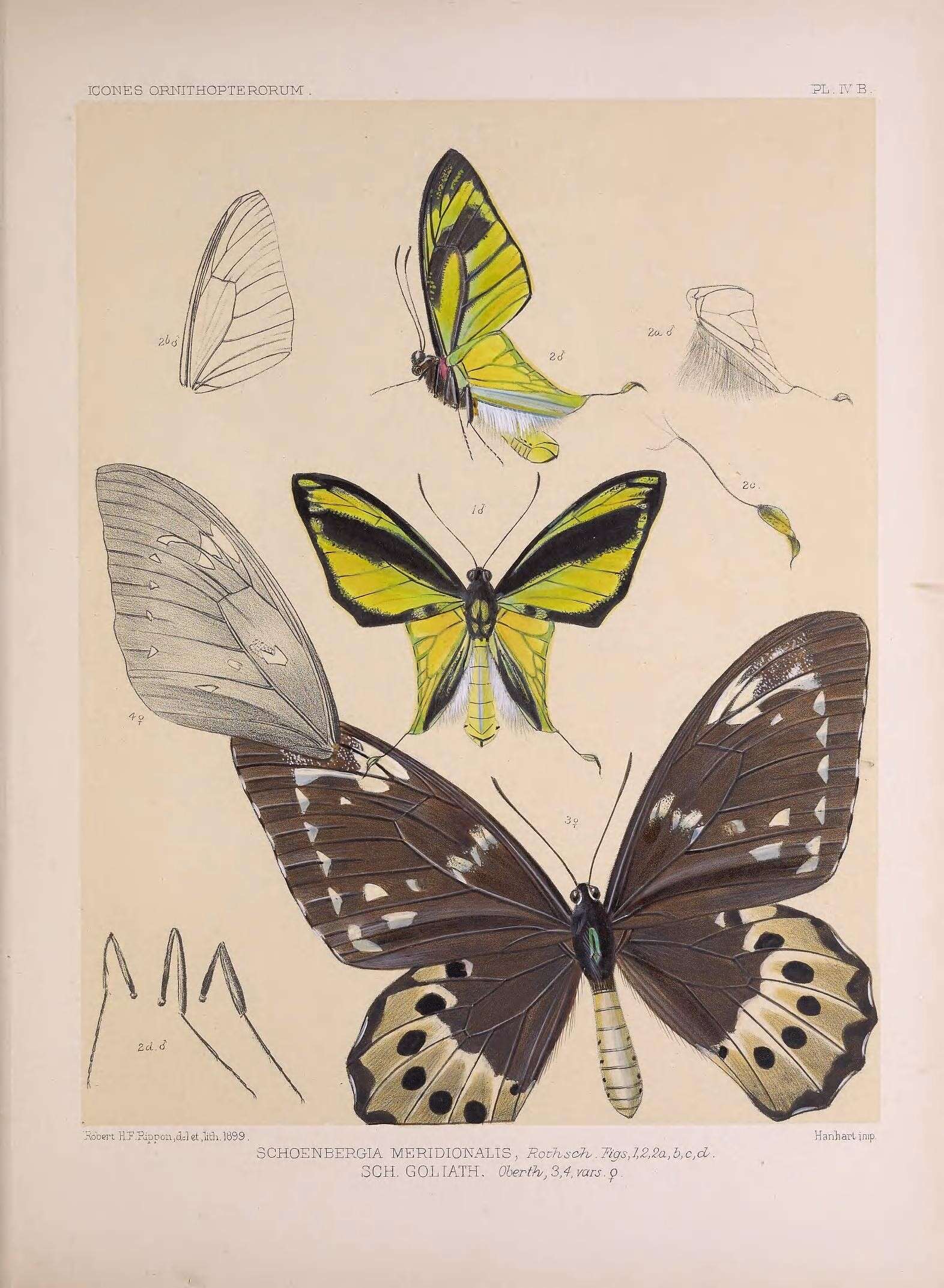 Слика од Ornithoptera goliath Oberthür 1888