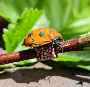 Image of cotton harlequin bug