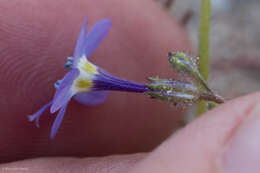 Image of Nevada gilia