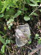 Image of Bridal veil stinkhorn