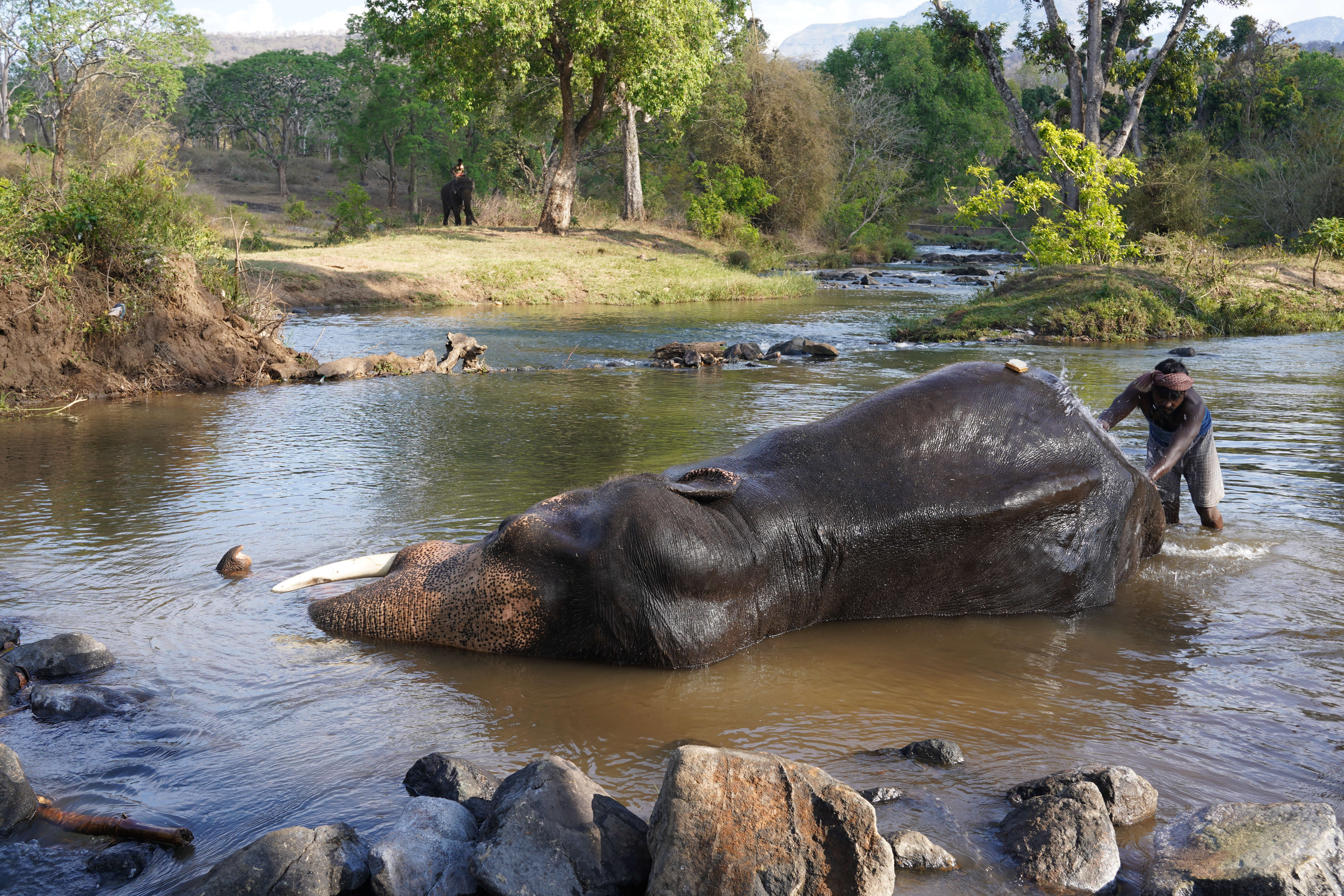 Image of Indian elephant