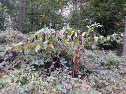 Image of American Nightshade