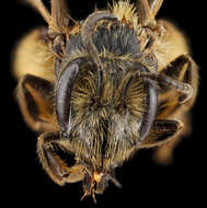 Image of Andrena carolina Viereck 1909