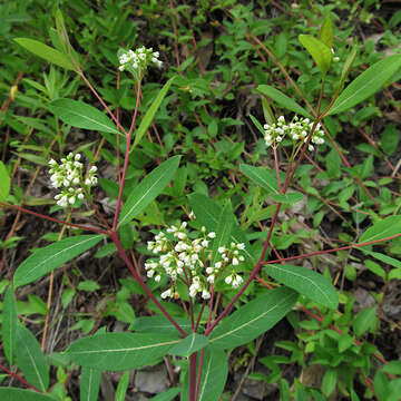 Image of Indian-hemp