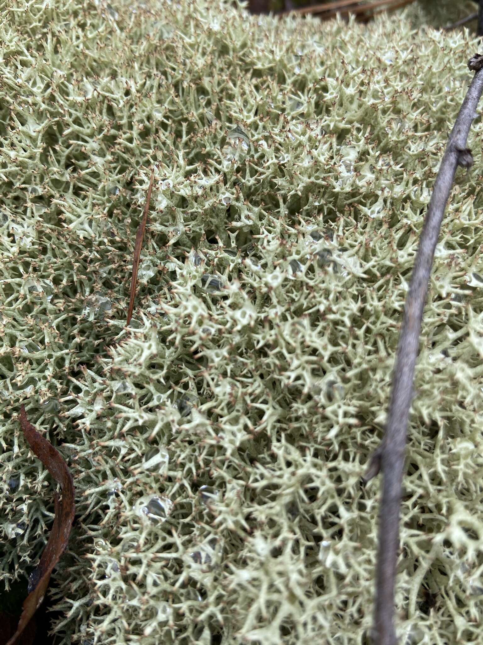 Image of Thorn cladonia