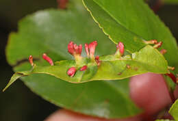 Image of Eriophyes cerasicrumena