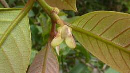 Image of Annona sylvatica A. St.-Hil.