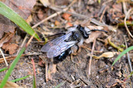 Image de Andrena cineraria (Linnaeus 1758)