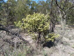 Image de Capparis lasiantha R. Br. ex DC.