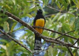 صورة Trogon melanocephalus Gould 1836