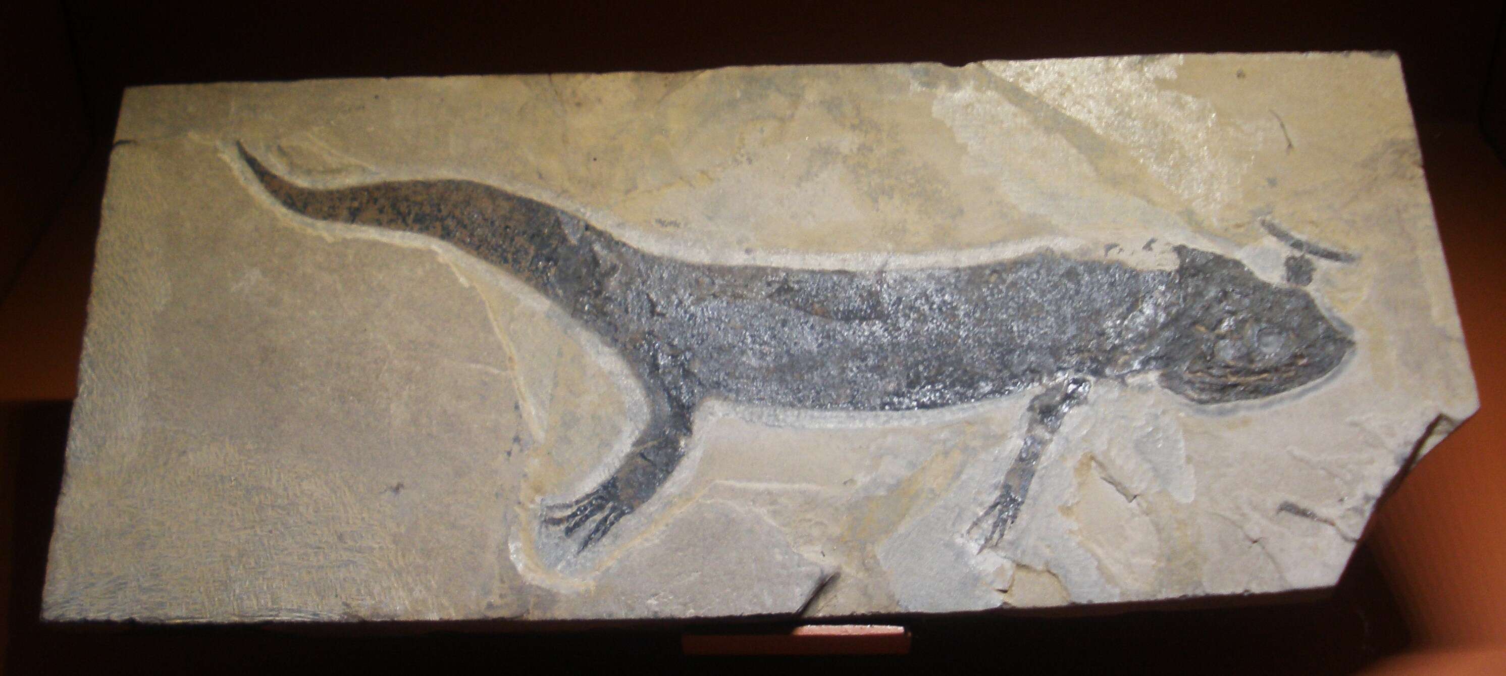 Image of Branchiosauridae