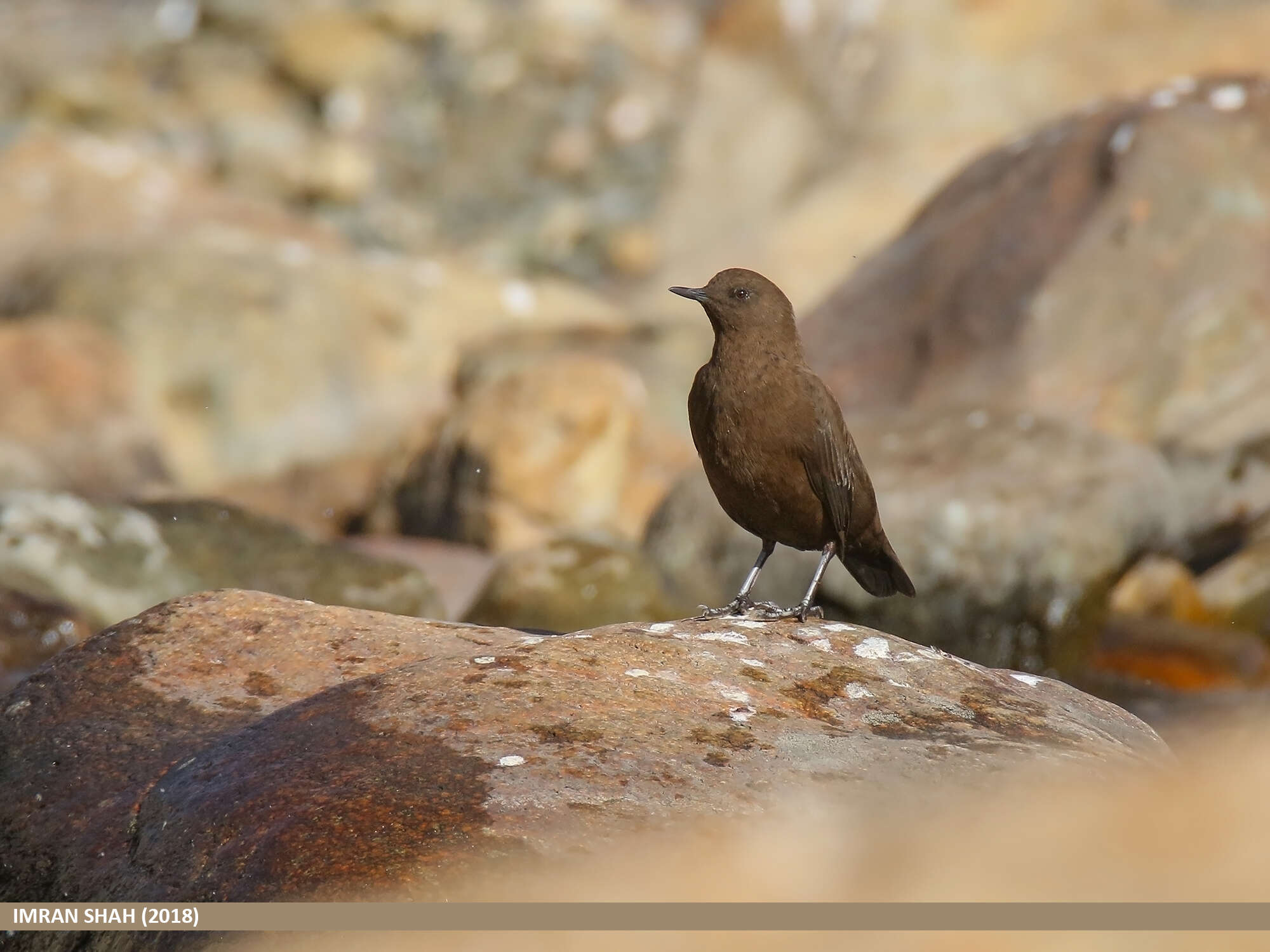 Image of Brown Dipper