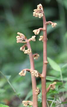 Image de Cyrtosia septentrionalis (Rchb. fil.) Garay