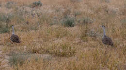 Image of Great Indian Bustard