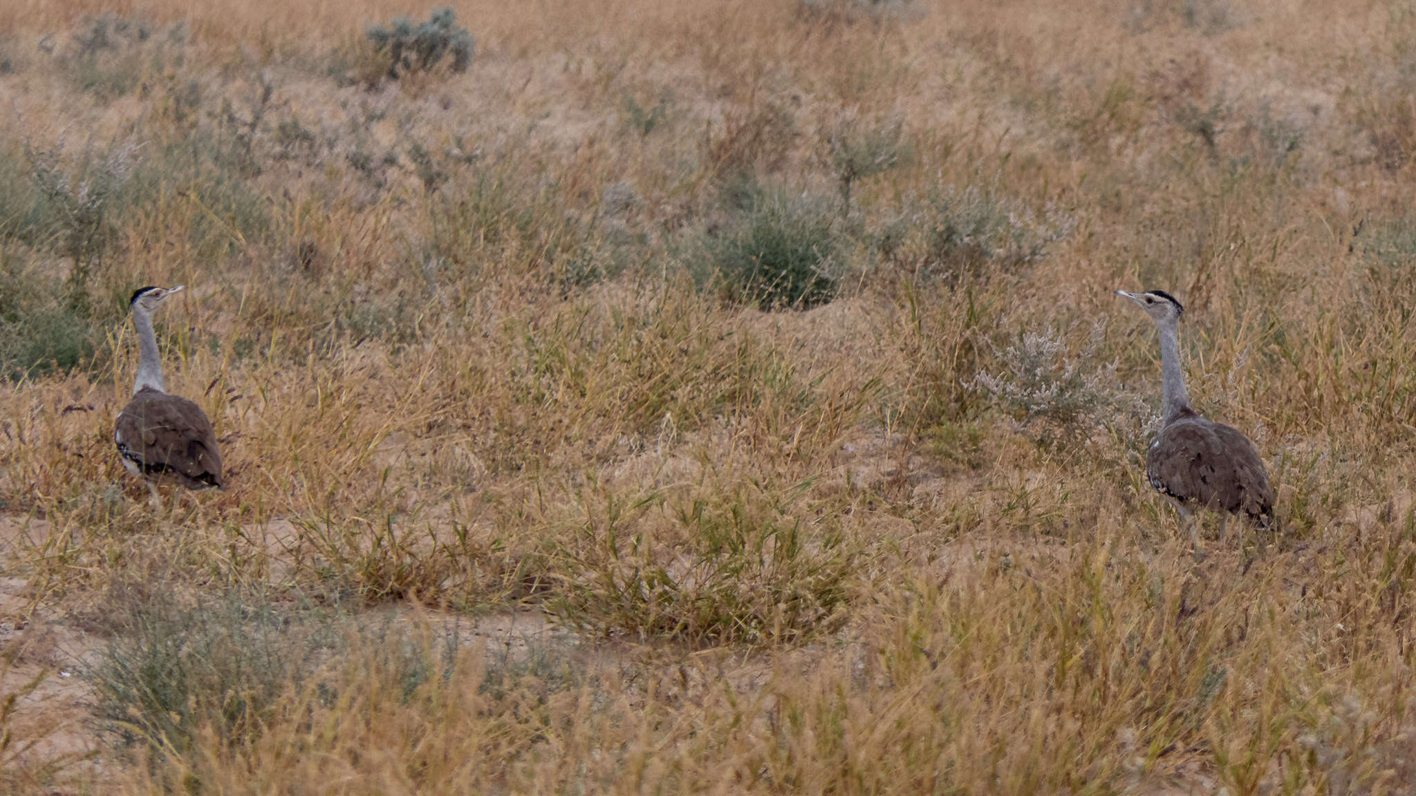 Image of Great Indian Bustard