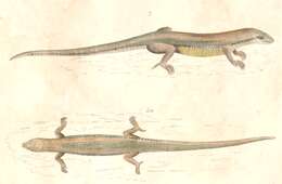 صورة Plestiodon chinensis (Gray 1838)