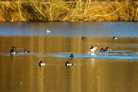 Image of Ring-necked Duck