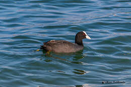 Image of Common Coot