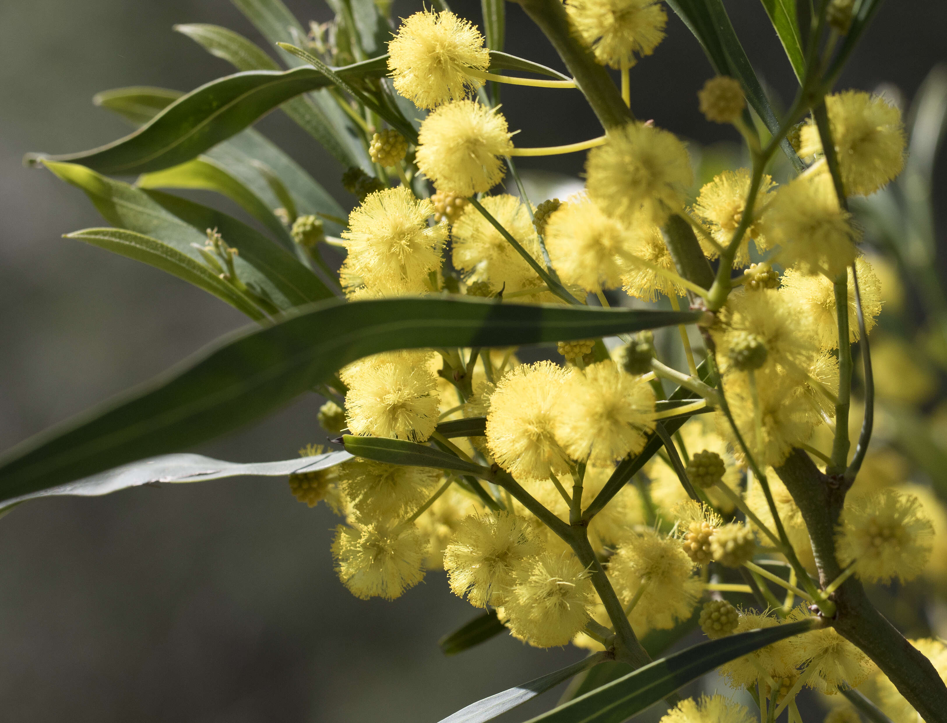 Image of orange wattle