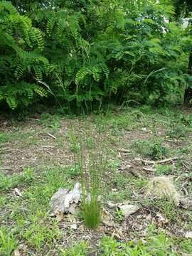 Image of variousleaf fescue