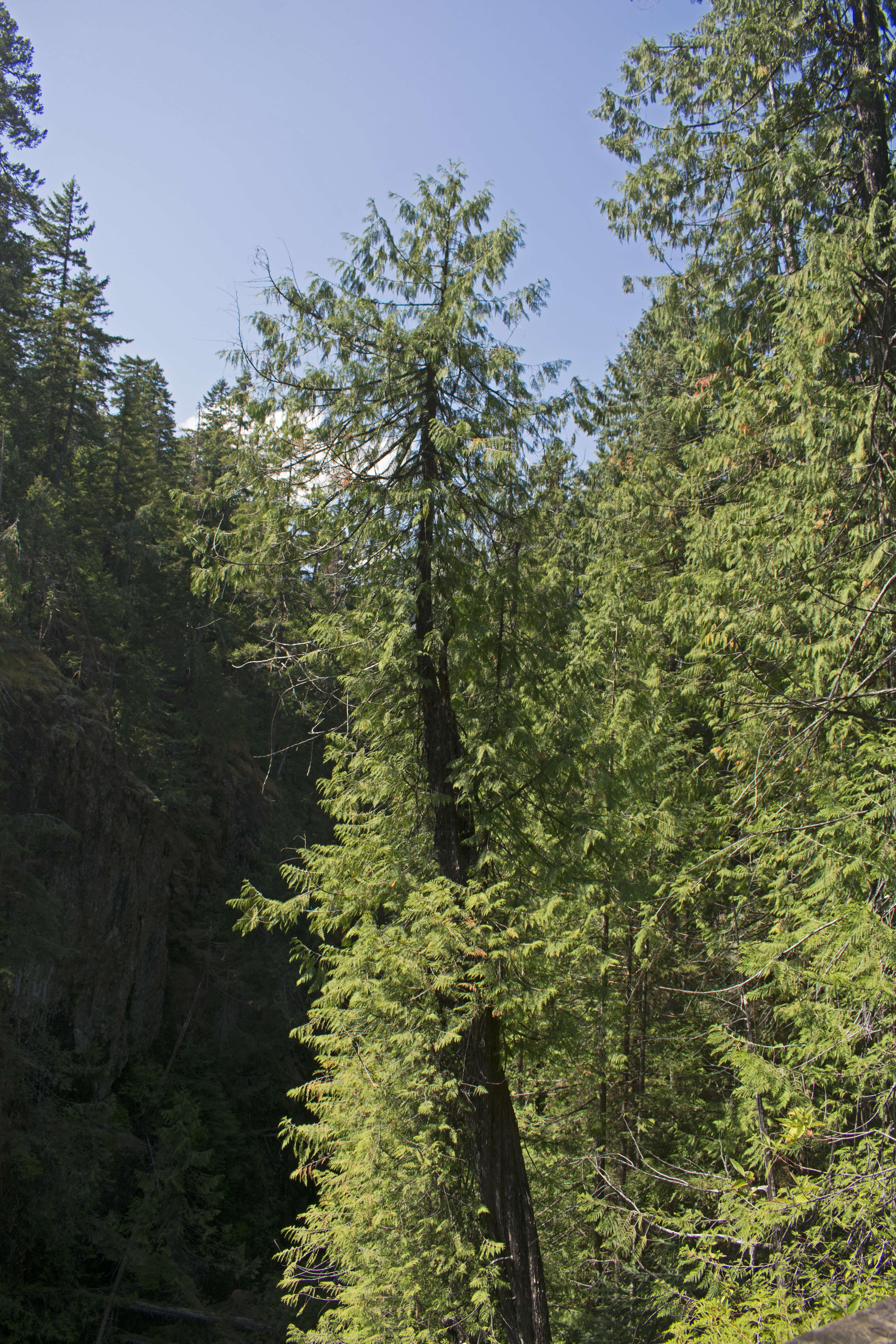 Image of Canoe Cedar