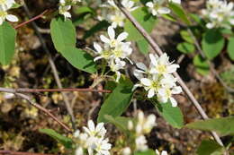 Слика од Amelanchier alnifolia (Nutt.) Nutt.